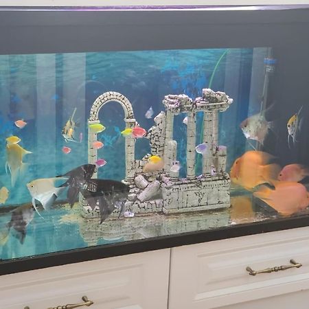 Apartamenti8 Korca Dış mekan fotoğraf