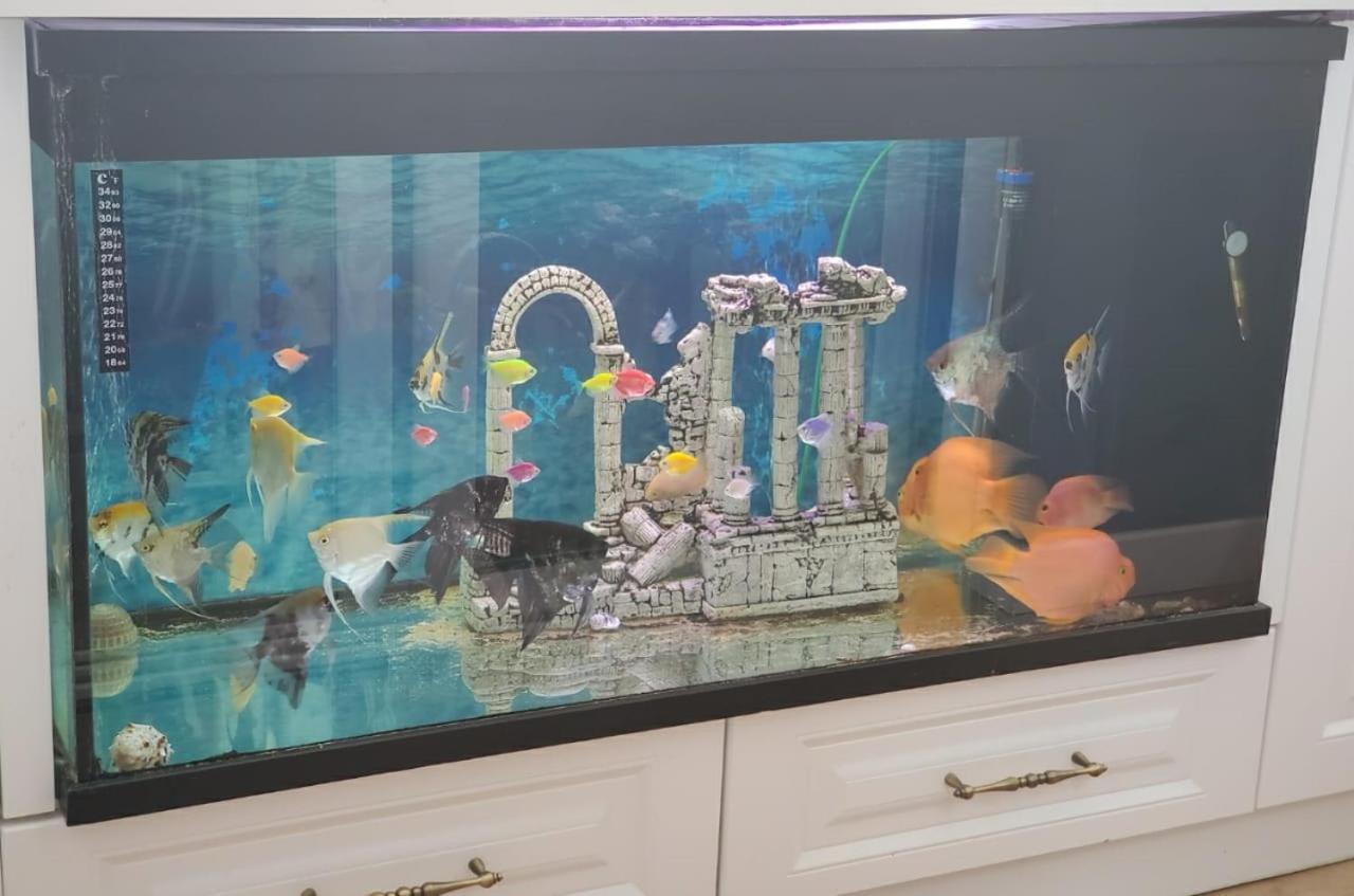 Apartamenti8 Korca Dış mekan fotoğraf